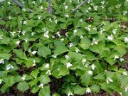 Trillium flexipes 0022