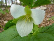 Trillium flexipes 0024
