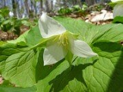 Trillium flexipes 0026