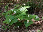 Trillium flexipes 20100002