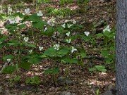 Trillium flexipes 20100003
