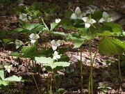 Trillium flexipes 20100004