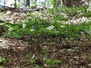 Trillium flexipes 20100005