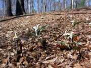 Trillium pusillum var. alabamicum 0000