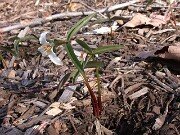 Trillium pusillum var. alabamicum 0001