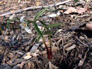 Trillium pusillum var. alabamicum 0004