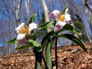 Trillium pusillum var. alabamicum 0005