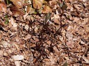 Trillium pusillum var. alabamicum 0009