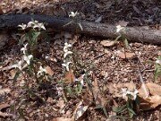 Trillium pusillum var. alabamicum 0014