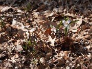 Trillium pusillum var. alabamicum 0020
