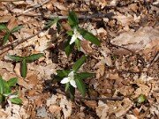 Trillium pusillum var. alabamicum 0021