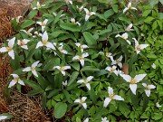 Trillium pusillum var. virginianum 20250404 0001