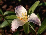 Trillium pusillum var. georgianum 0002