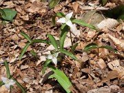 Trillium pusillum var. georgianum 0099
