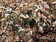 Trillium pusillum var. georgianum 20110018