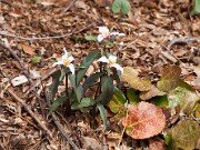 Trillium pusillum var. georgianum 20110019