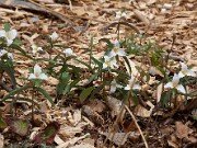 Trillium pusillum var. georgianum 20110023