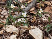 Trillium pusillum var. georgianum 20110025