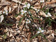 Trillium pusillum var. georgianum 20110026