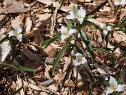 Trillium pusillum var. georgianum 20110027