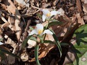 Trillium pusillum var. georgianum 20110028