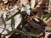 Trillium pusillum var. georgianum 20110032