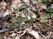 Trillium pusillum var. georgianum 20110034
