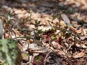Trillium pusillum var. georgianum 20110035
