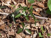 Trillium pusillum var. monticulum 0001