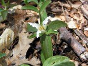 Trillium pusillum var. monticulum 0004