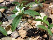 Trillium pusillum var. monticulum 0005