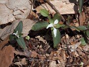 Trillium pusillum var. monticulum 20110001