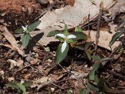 Trillium pusillum var. monticulum 20110003