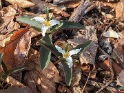 Trillium pusillum var. monticulum 20170409 0002
