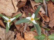 Trillium pusillum var. monticulum 20180420 0003