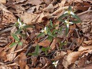 Trillium pusillum var. monticulum 20180420 0005