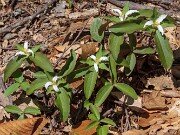 Trillium pusillum var. monticulum 20190416 0001