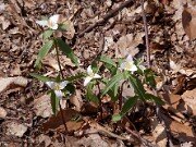 Trillium pusillum var. ozarkanum 0002