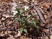 Trillium pusillum var. ozarkanum 0005