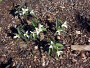 Trillium pusillum var. ozarkanum 0000
