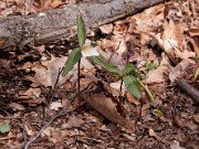 Trillium pusillum var. ozarkanum 0001