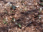 Trillium pusillum var. ozarkanum 0007