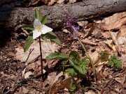 Trillium pusillum var. ozarkanum 0009