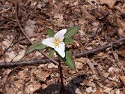 Trillium pusillum var. ozarkanum 0010