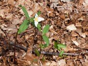 Trillium pusillum var. ozarkanum 0098 (1)