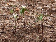 Trillium pusillum var. ozarkanum 20110001