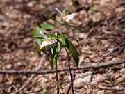 Trillium pusillum var. ozarkanum 20110004