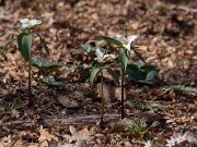 Trillium pusillum var. ozarkanum 20140412 0001