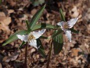 Trillium pusillum var. ozarkanum 20140412 0002
