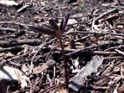 Trillium pusillum var. pusillum 0004